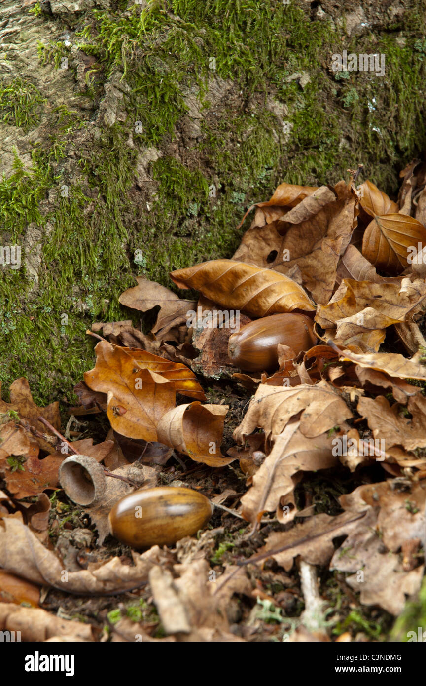 Acorn oak leaves english hi-res stock photography and images - Alamy