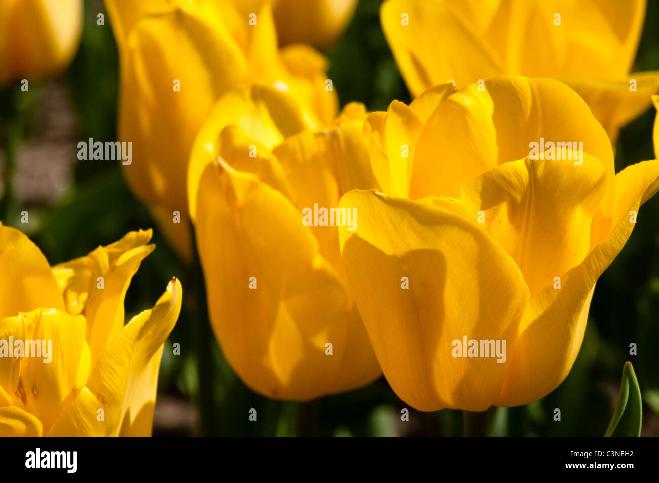 Detail of a bright yellow tulips in a flower bed Stock Photo - Alamy