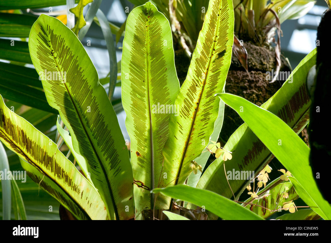 Sunlight glowing through the fronds of a tropical rain forest epiphyte fern, The sporangia are visible as many fine parallel lin Stock Photo