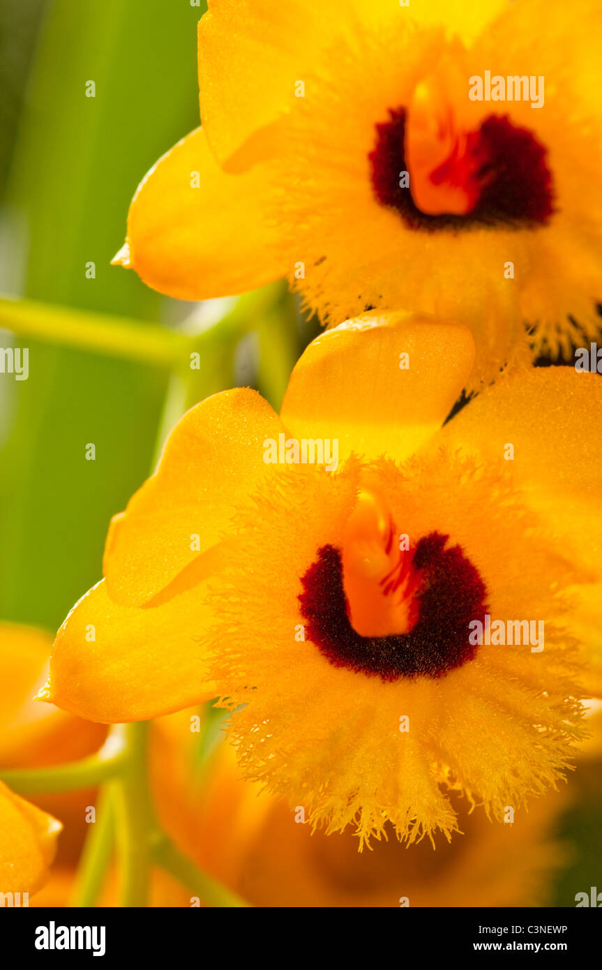Brown and yellow orchid hires stock photography and images Alamy