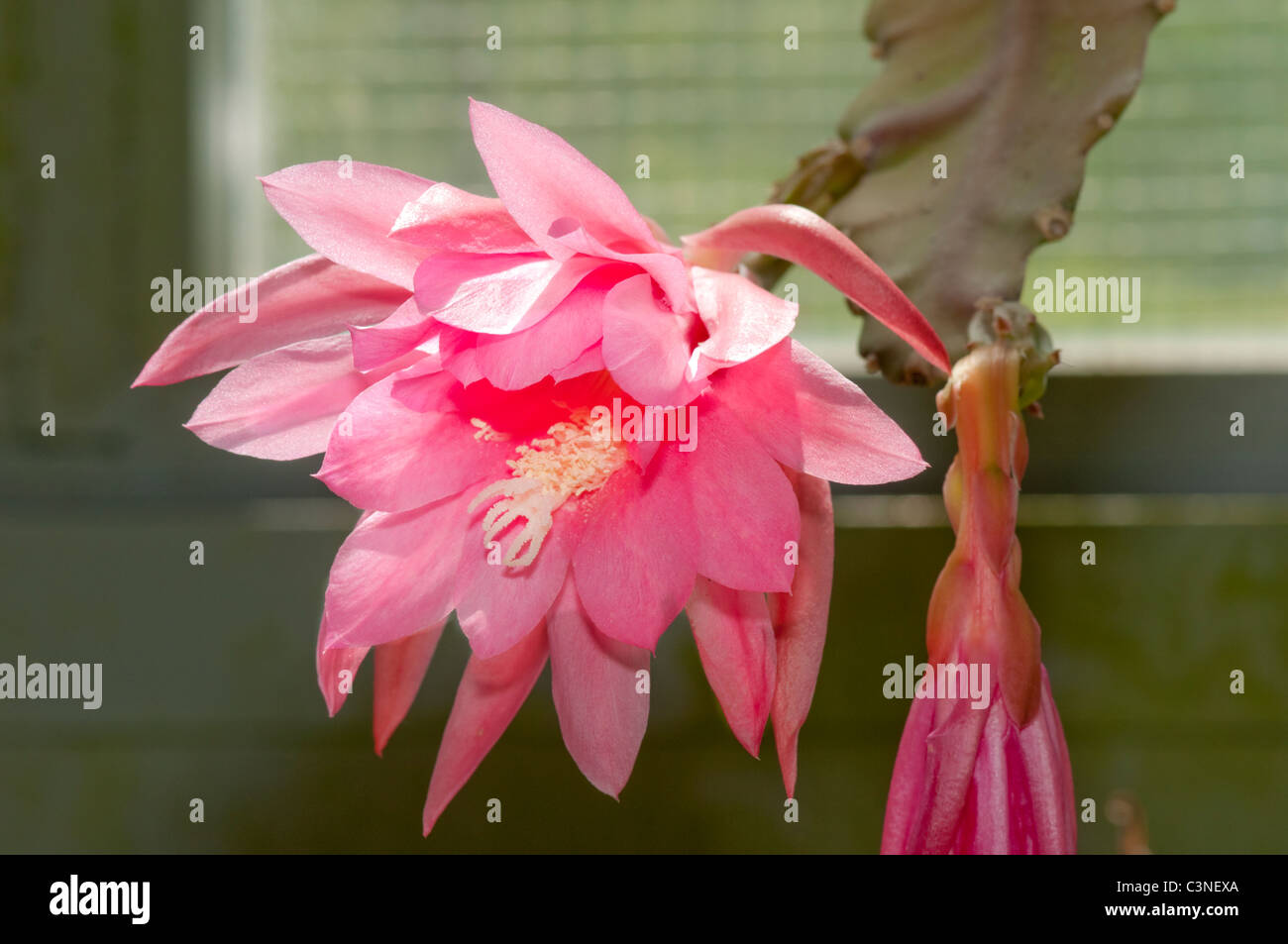 Large multi petaled bright pink cactus flower (Epiphyllum sp) with yellow stamens and a large white branched stigma, Stock Photo