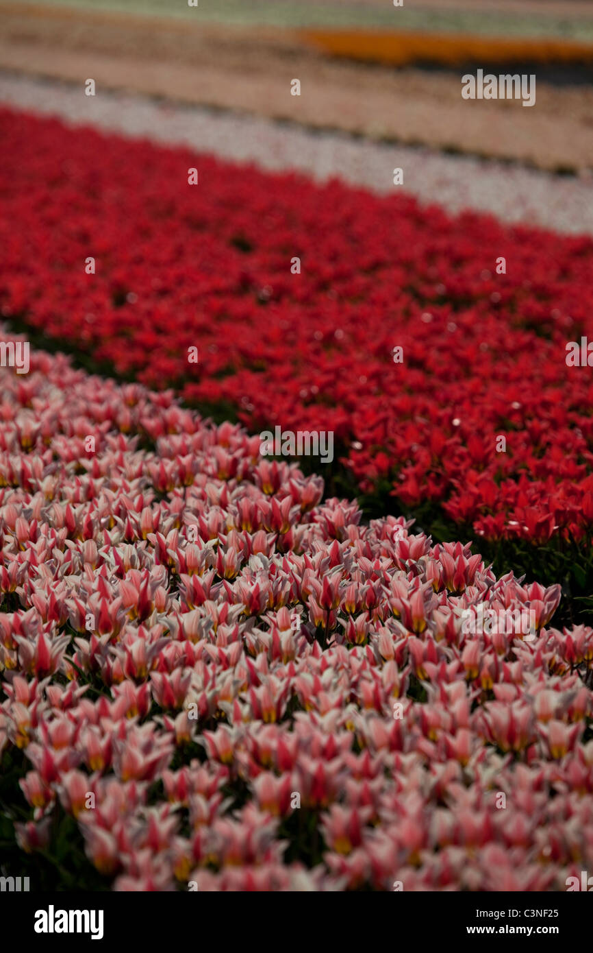 Flower fields in Lisse, Holland. Tulips fields and commercial crops of