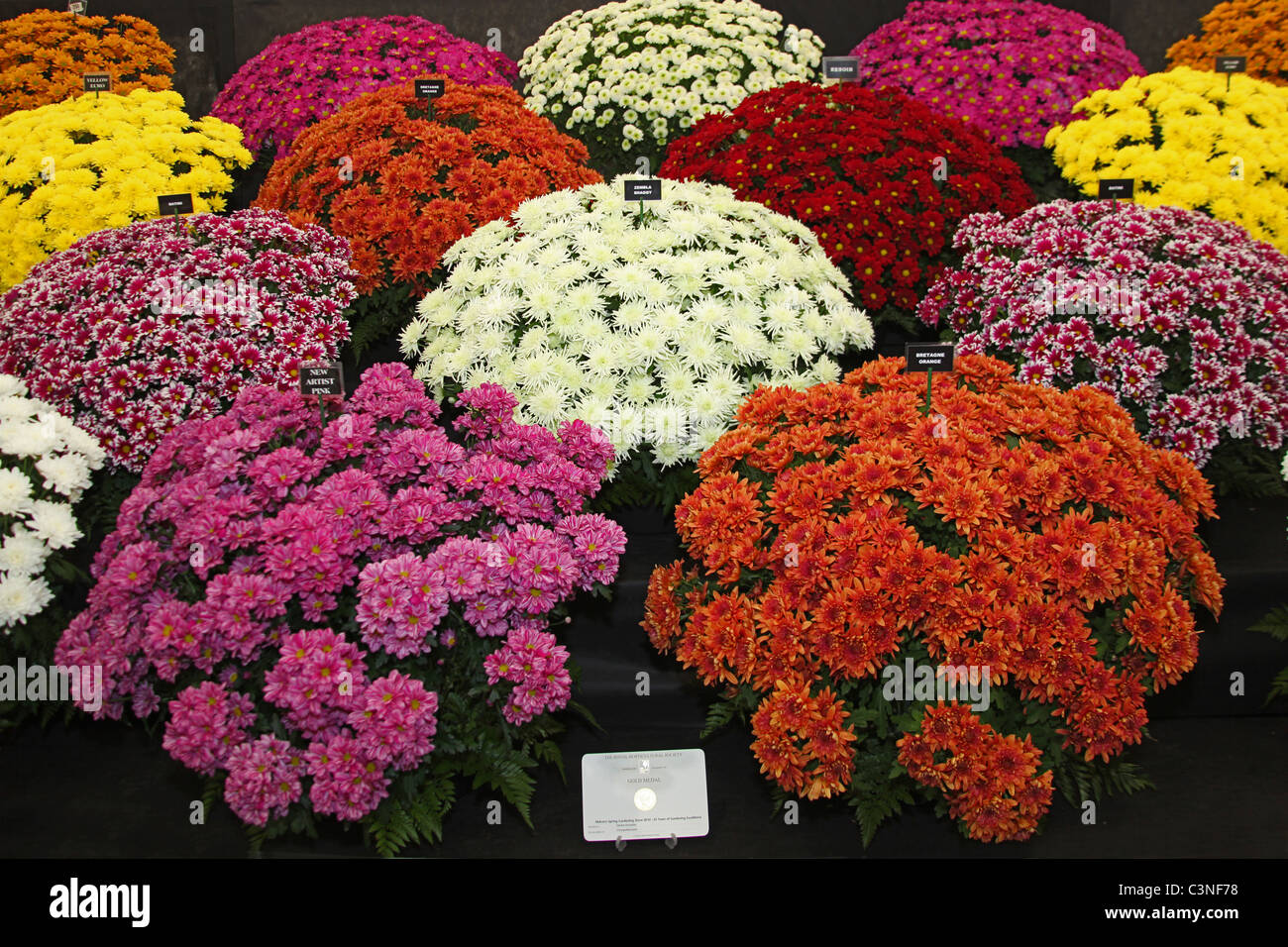 A colourful Gold Medal winning chrysanthemum display in the Floral Marquee at the RHS Spring Show, Malvern, England, UK Stock Photo