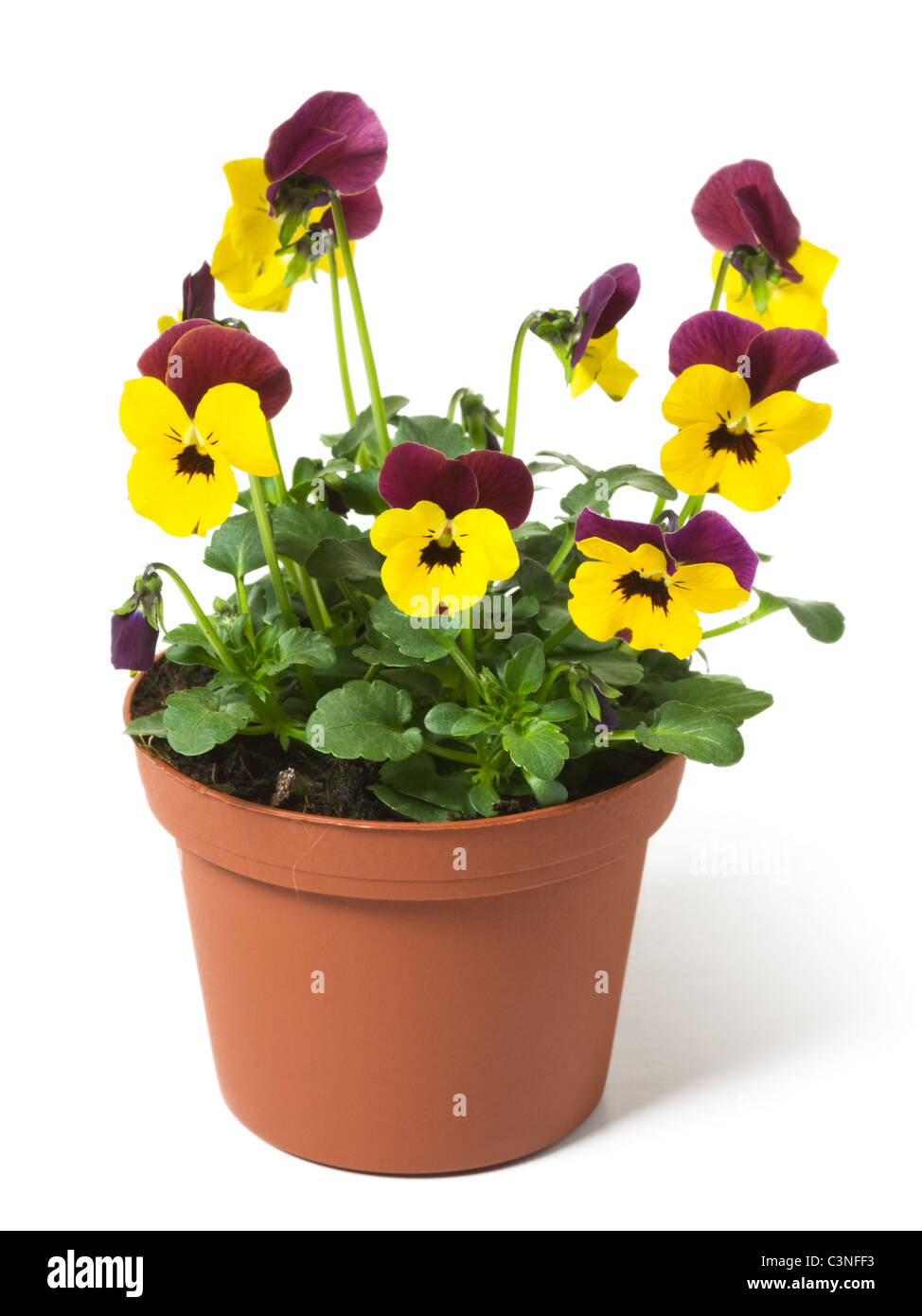 Flower pot with pansies on white background Stock Photo
