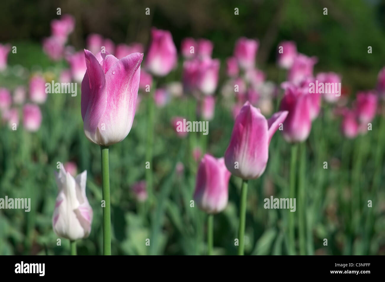 Spring tulips bloom in hi-res stock photography and images - Alamy