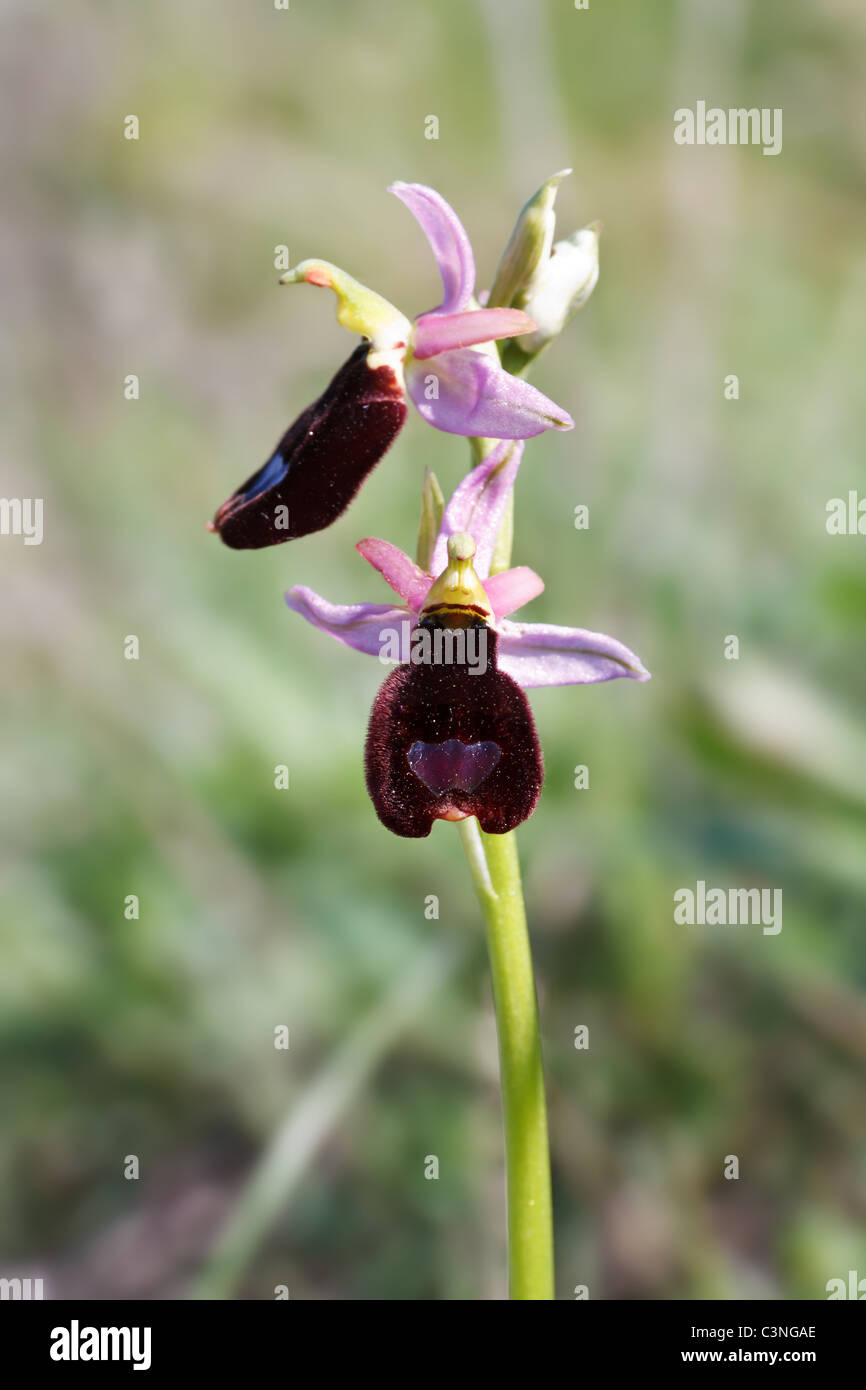 very rare European orchid plant. The large flower has pink petals and dark labellum Stock Photo