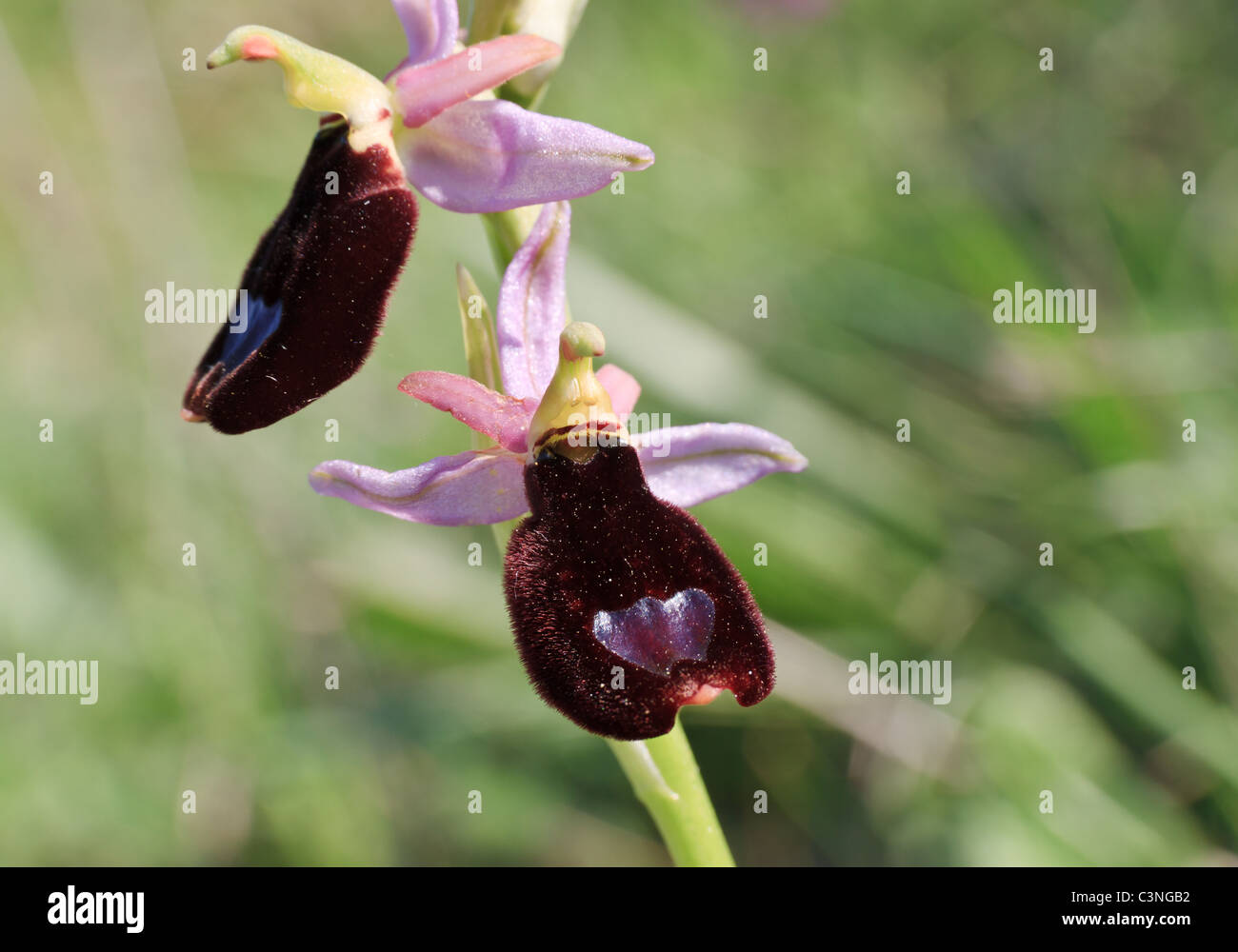 very rare European orchid plant. The large flower has pink petals and dark labellum Stock Photo