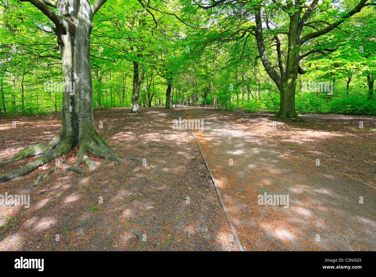 A track through beech trees in Judy Woods, Wyke, Bradford, West