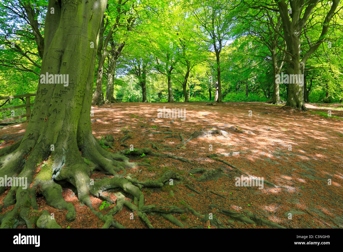 Beech trees in Judy Woods, Wyke, Bradford, West Yorkshire, England, UK. Stock Photo