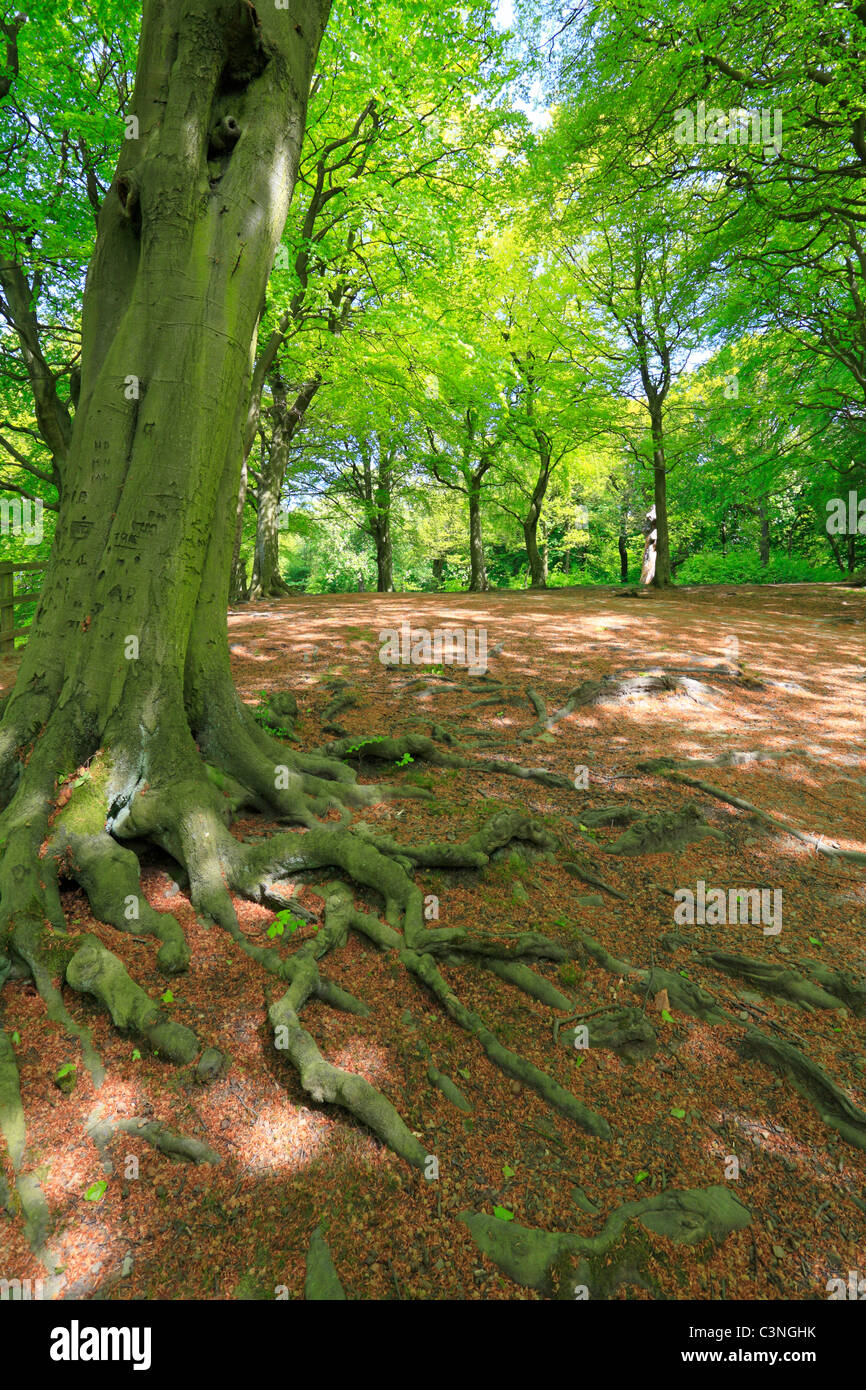 Beech trees in Judy Woods, Wyke, Bradford, West Yorkshire, England, UK. Stock Photo