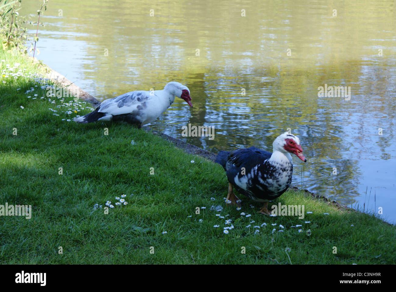 Birds at work Stock Photo - Alamy