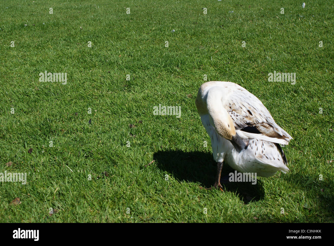 Birds at work Stock Photo - Alamy