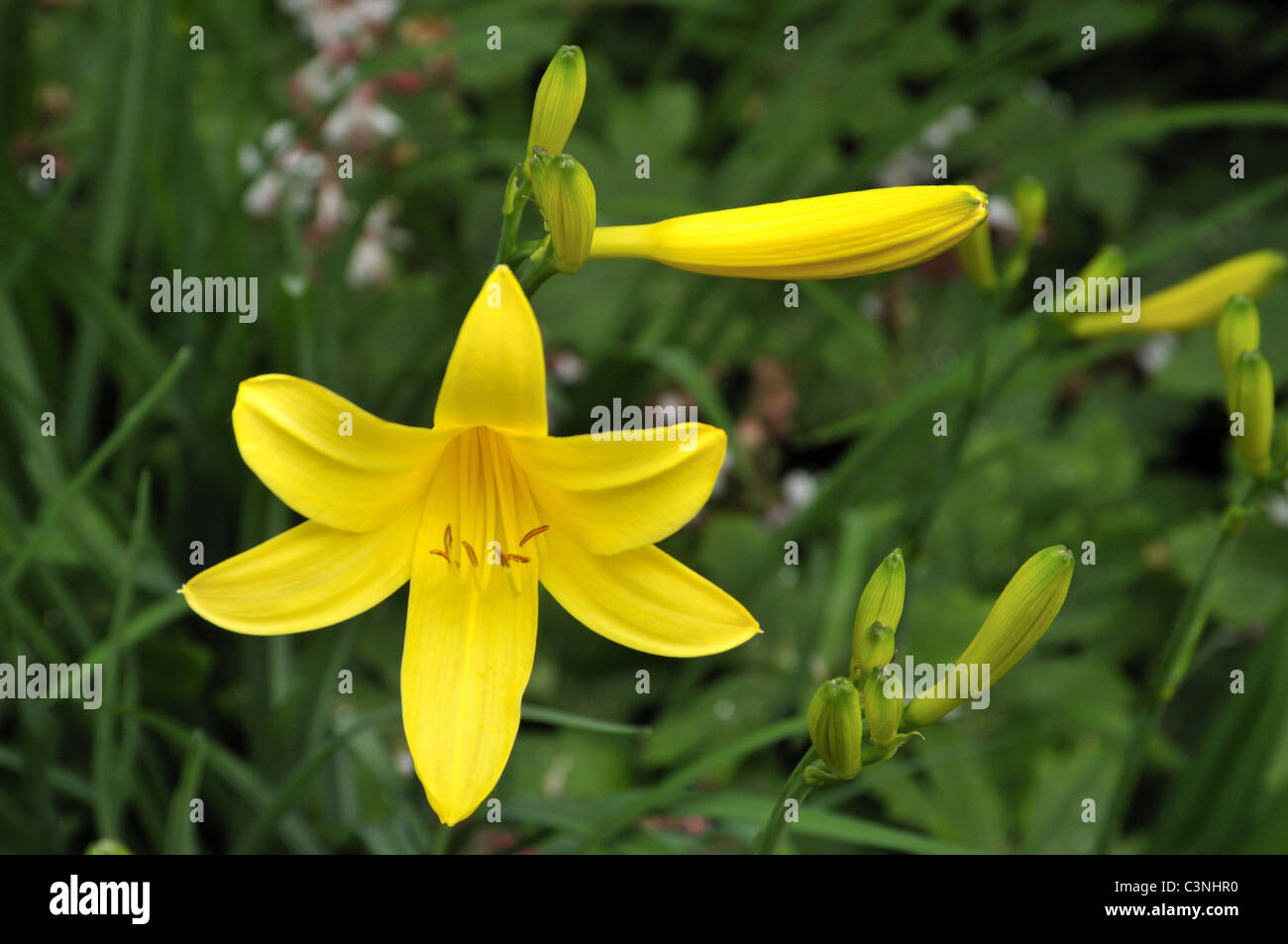 First Hemerocallis Daylily of 2011 in a suburban English garden. Stock Photo