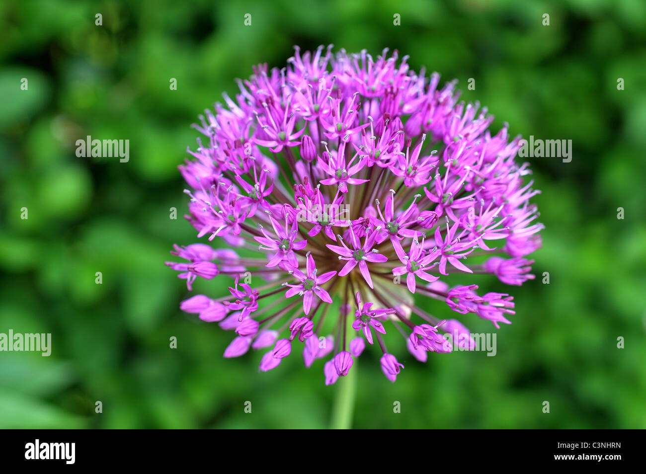 Purple Alium single flower shot with green background in full bloom Stock Photo