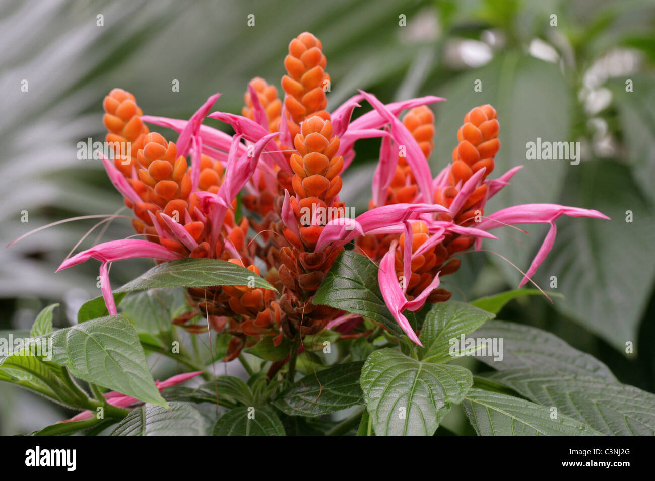 Orange Shrimp Plant, Coral Aphelandra, Panama Queen, Aphelandra sinclairiana, Acanthaceae. Central America. Stock Photo