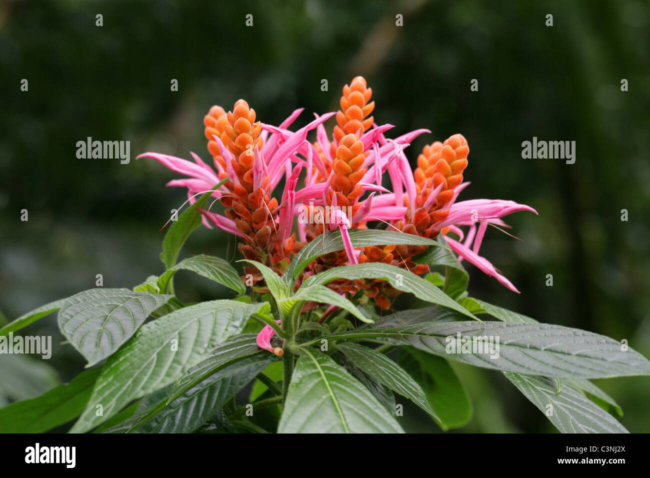 Orange Shrimp Plant, Coral Aphelandra, Panama Queen, Aphelandra sinclairiana, Acanthaceae. Central America. Stock Photo