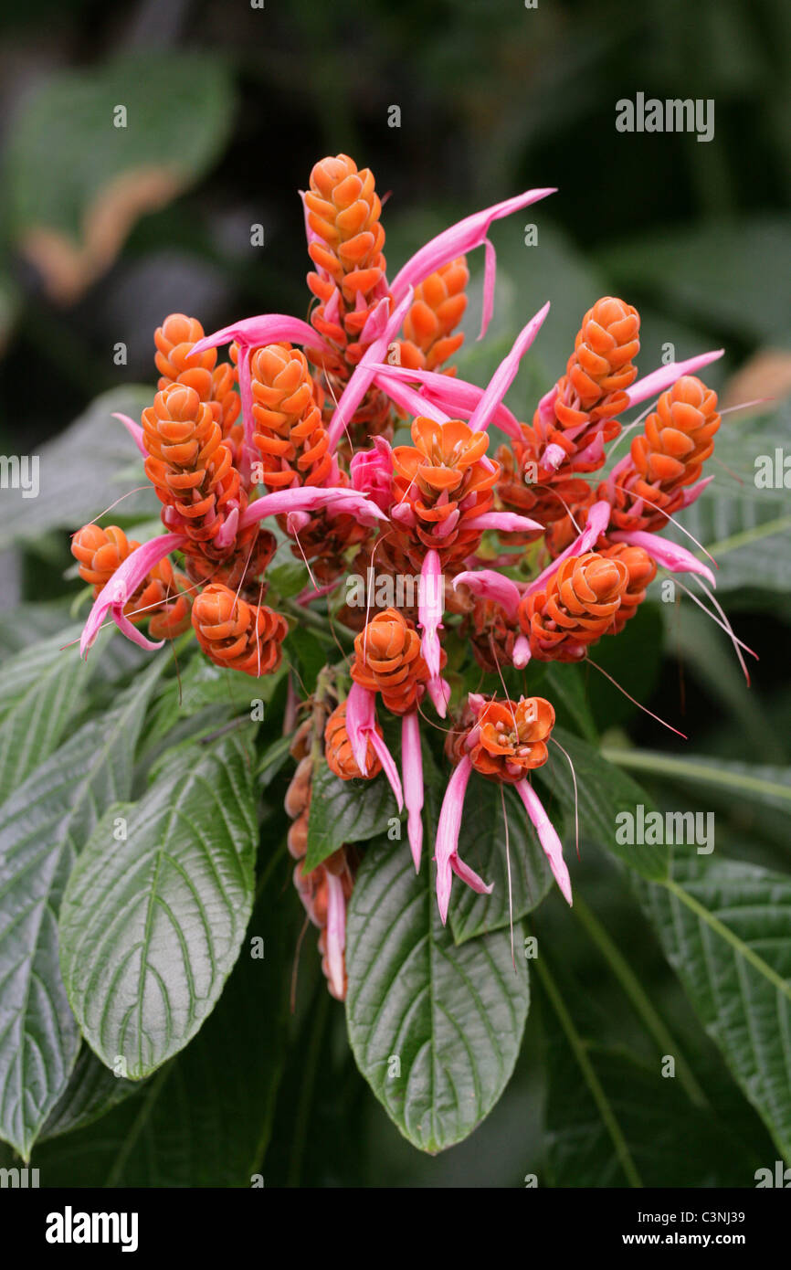 Orange Shrimp Plant, Coral Aphelandra, Panama Queen, Aphelandra sinclairiana, Acanthaceae. Central America. Stock Photo