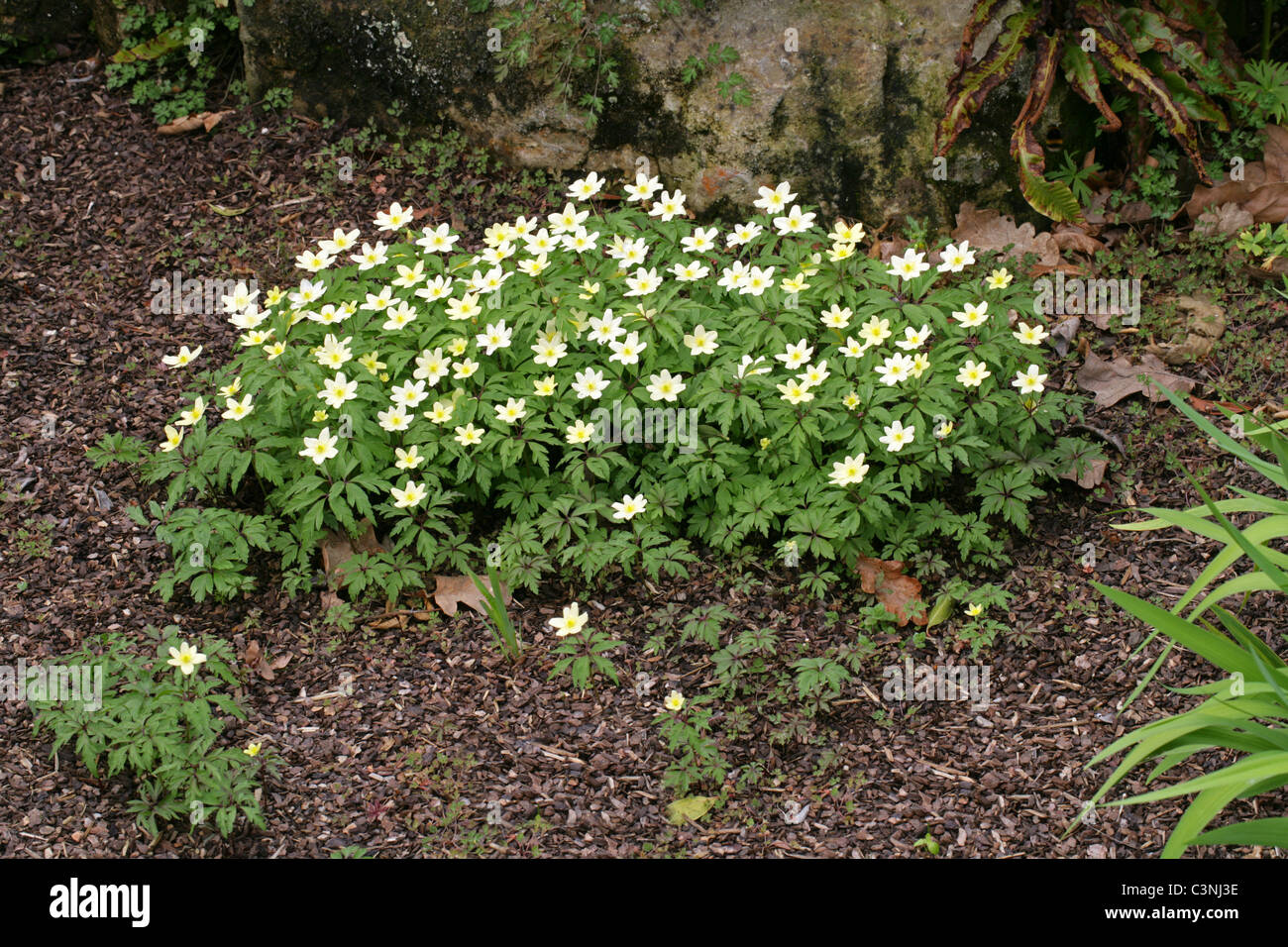 Wind Flowers, Anemone x seemannii, Ranunculaceae. Stock Photo