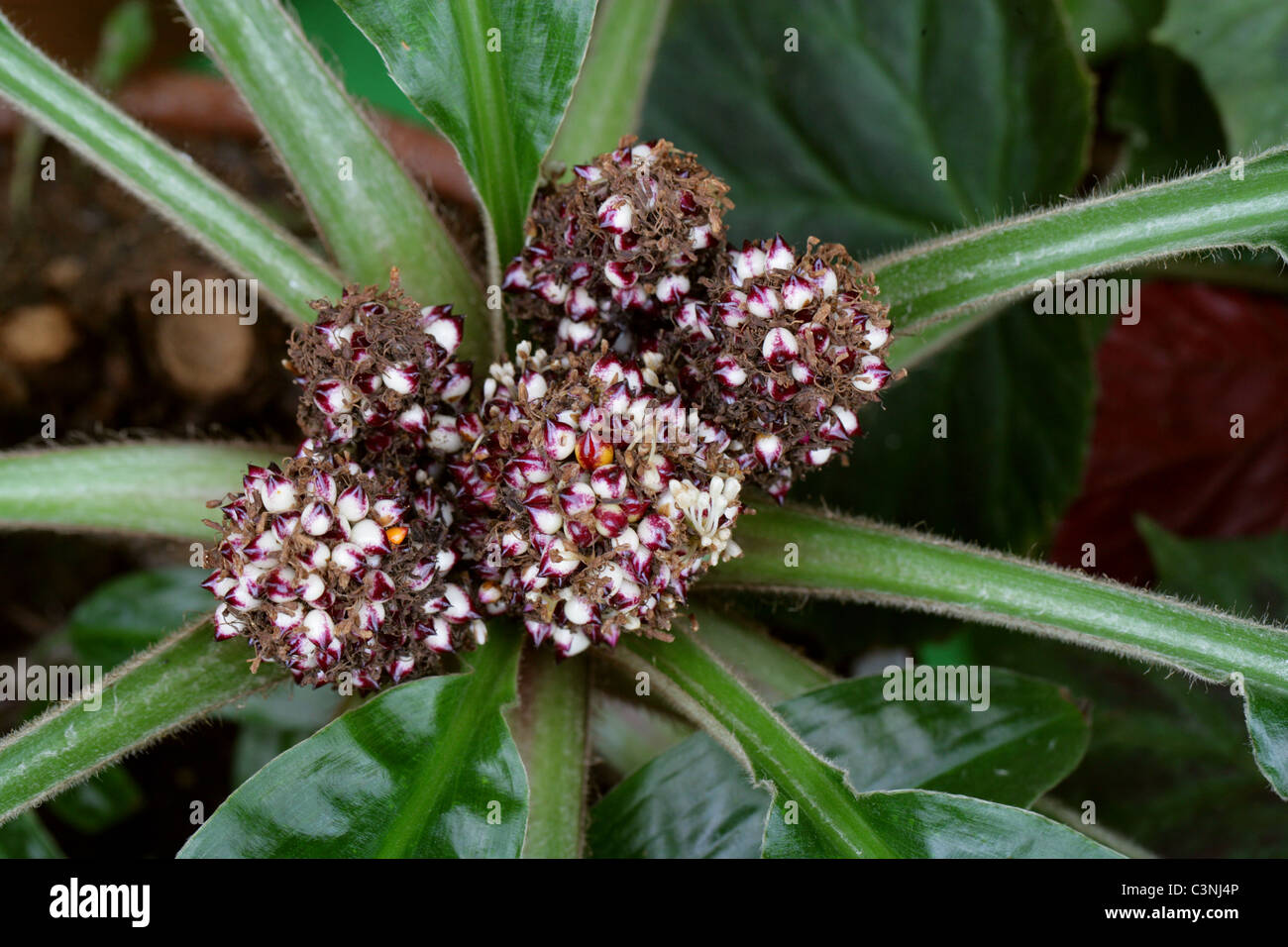 Purple Bromeliad, Bromeliaceae. Stock Photo