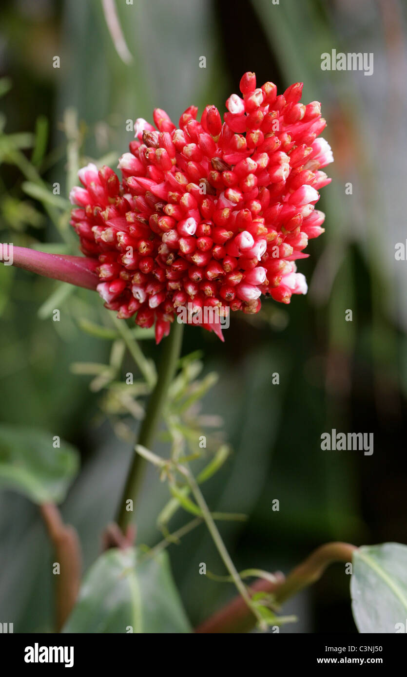 Red Bromeliad, Bromeliaceae. Stock Photo