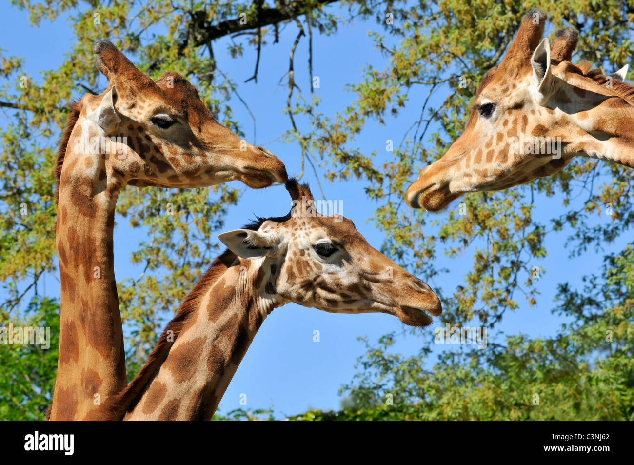 Closeup three giraffes (Giraffa camelopardalis) on foliage and sky background Stock Photo