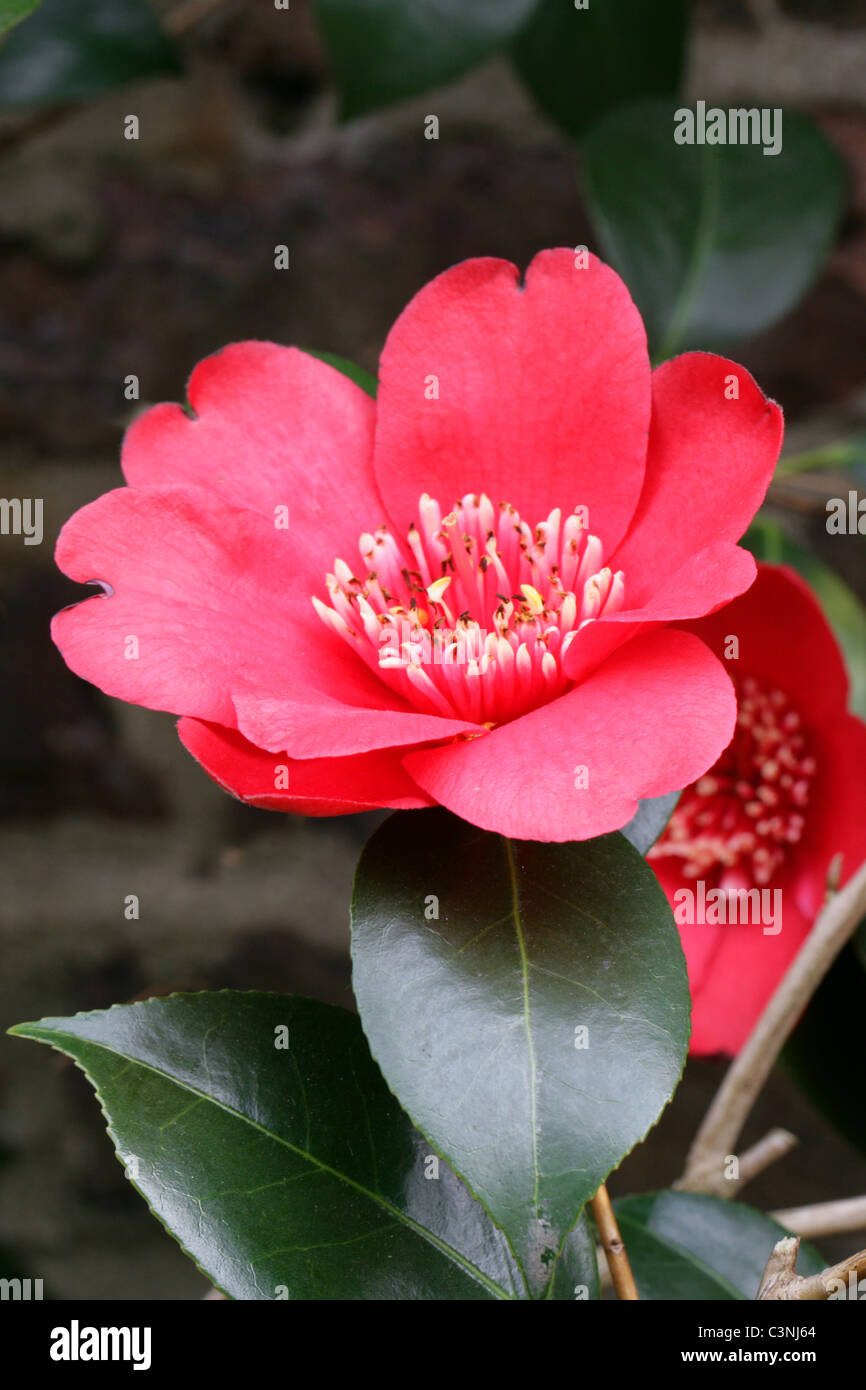 Camellia, Camellia japonica 'Kimberley', Theaceae. Stock Photo