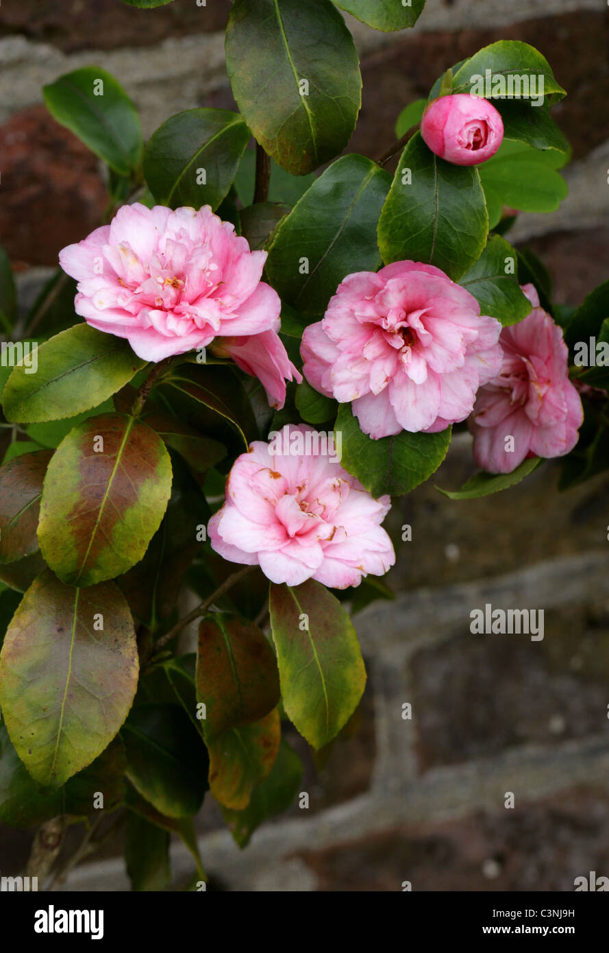 Camellia, Camellia maliflora, Theaceae. Stock Photo