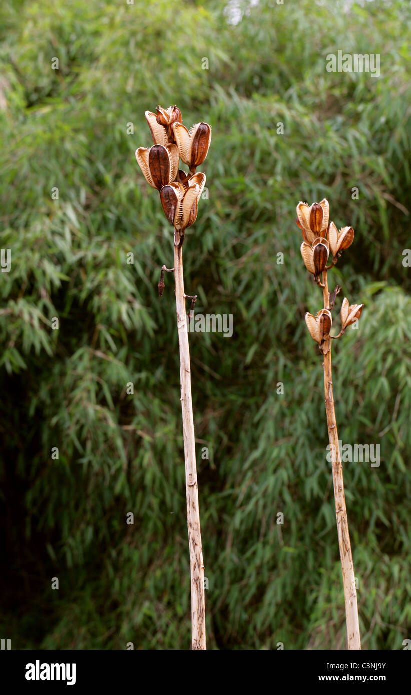 Seed Pods of the Giant Himalayan Lily, Cardiocrinum giganteum, Liliaceae. Himalayas, China. Stock Photo