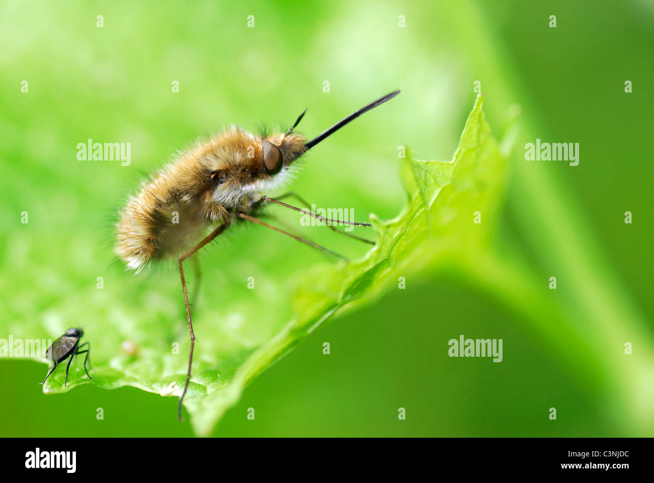 Macro of large bee (Bombylius major) on leaf with a little fly Stock Photo
