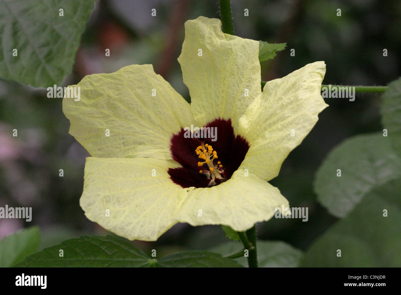 Lemon Yellow Rosemallow, Hibiscus calyphyllus, Syn. Hibiscus rockii, Malvaceae. Hawaii, USA, Originating from Tropical Africa. Stock Photo
