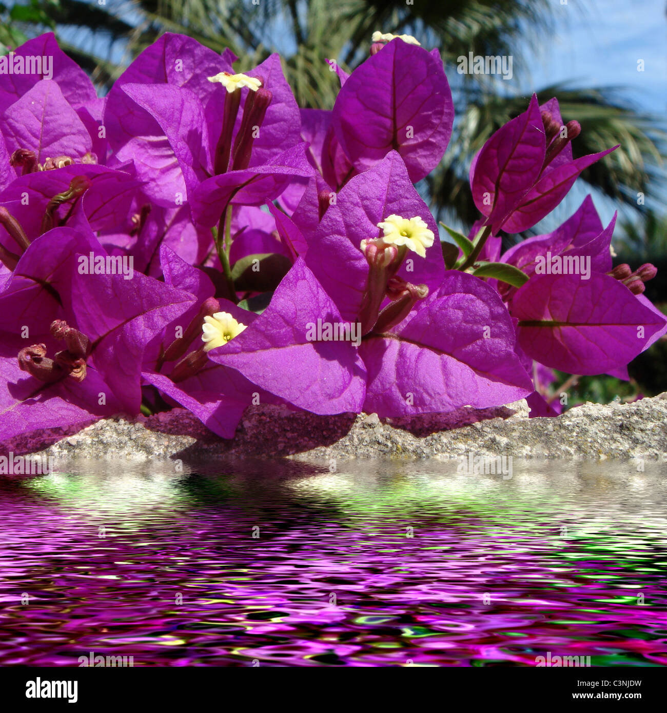 ripple water flower hi-res stock photography and images - page 14