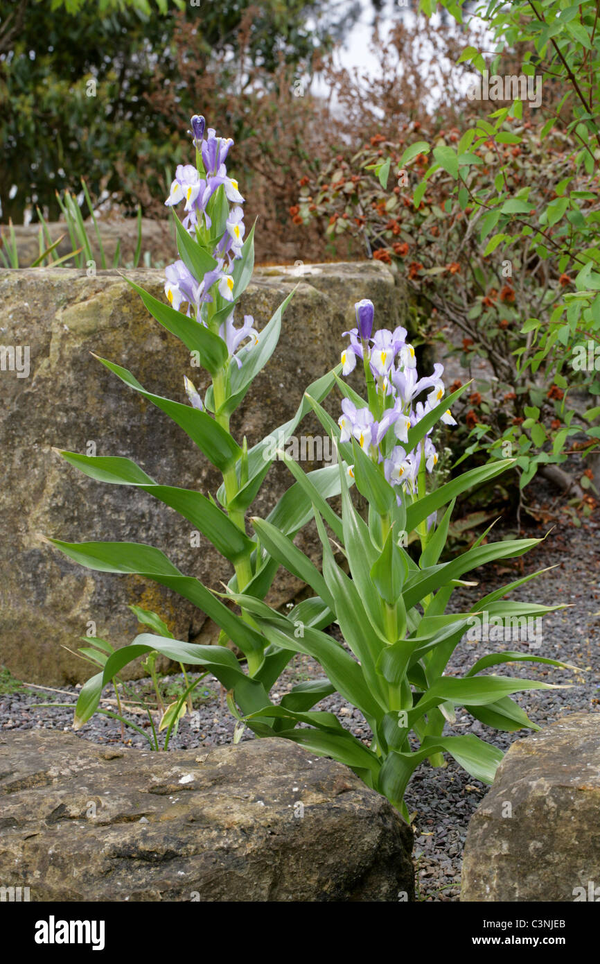 Iris magnifica "Margaret Mathew", Iridaceae. Stock Photo
