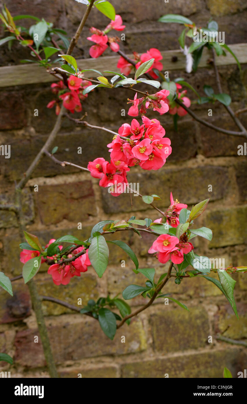 Japanese Quince or Flowering Quince, Chaenomeles speciosa 'Umbilicata', Rosaceae Stock Photo