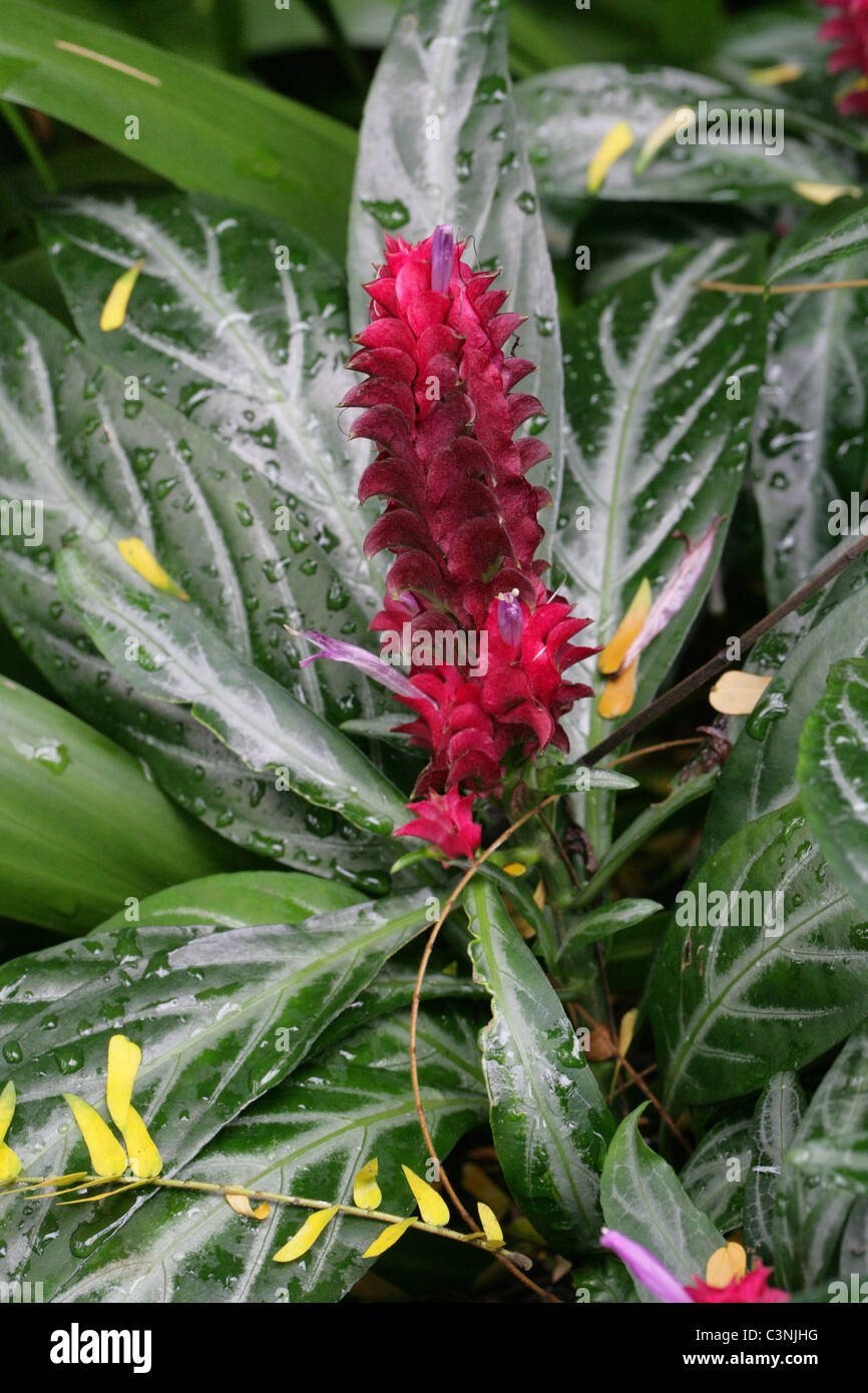 Rose Pine, South African Acanthus, Jade Magic, Purple Shrimp Plant, Maracas Brazilian Fireworks, Justicia scheidweileri. Stock Photo