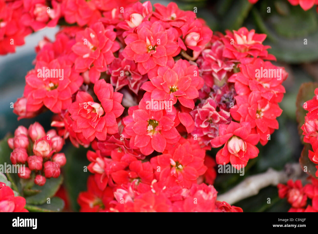 Kalanchoe blossfeldiana cv. Calandiva Stock Photo