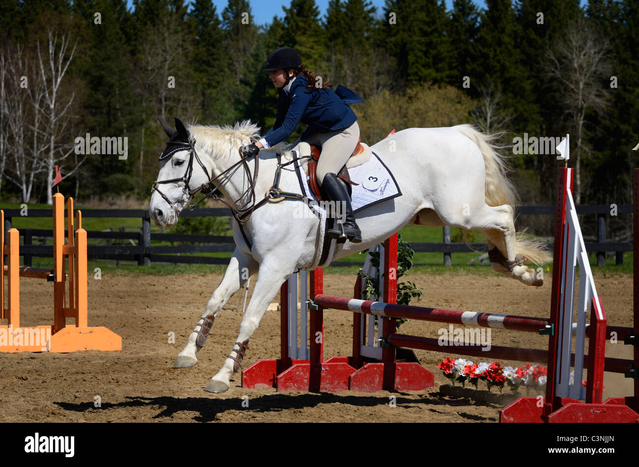Gray horse jumping over a ramped oxer fence at an outdoor equestrian show competition Stock Photo