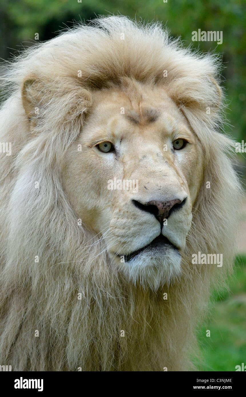 Portrait of rare white lion (Panthera leo) Stock Photo
