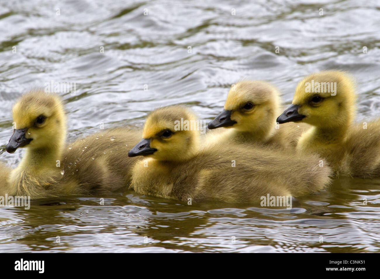 Closeup of young Canada goslings swimming across a pond in early New England spring Stock Photo
