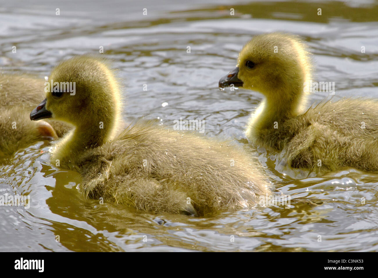 Closeup of young Canada goslings swimming across a pond in early New England spring Stock Photo