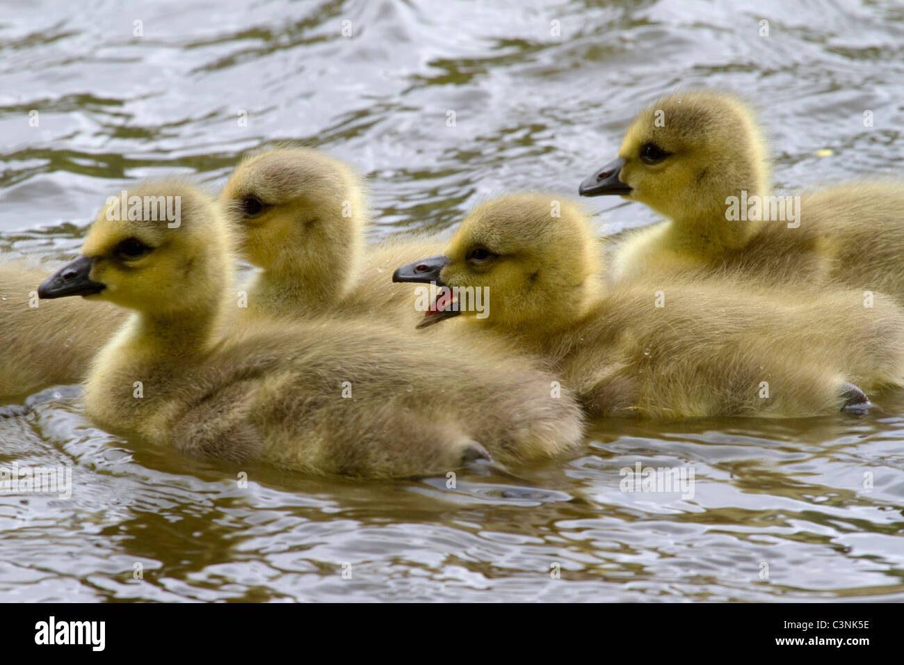 Sleepy Canada gosling yawns after swimming across a New England pond in early spring. Stock Photo