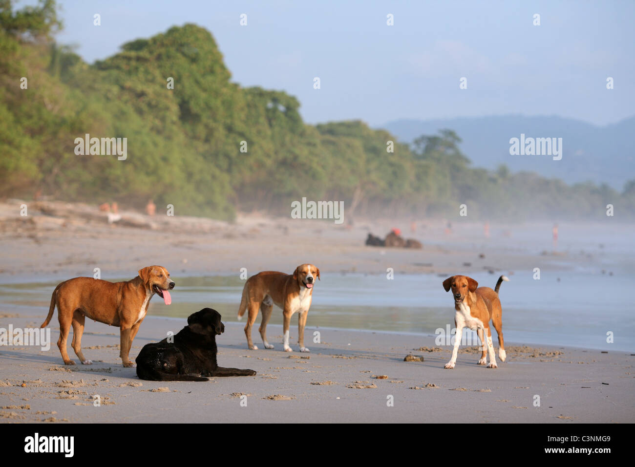 Pack of dogs on the beach. Mal Pais, Puntarenas, Costa Rica, Central America Stock Photo