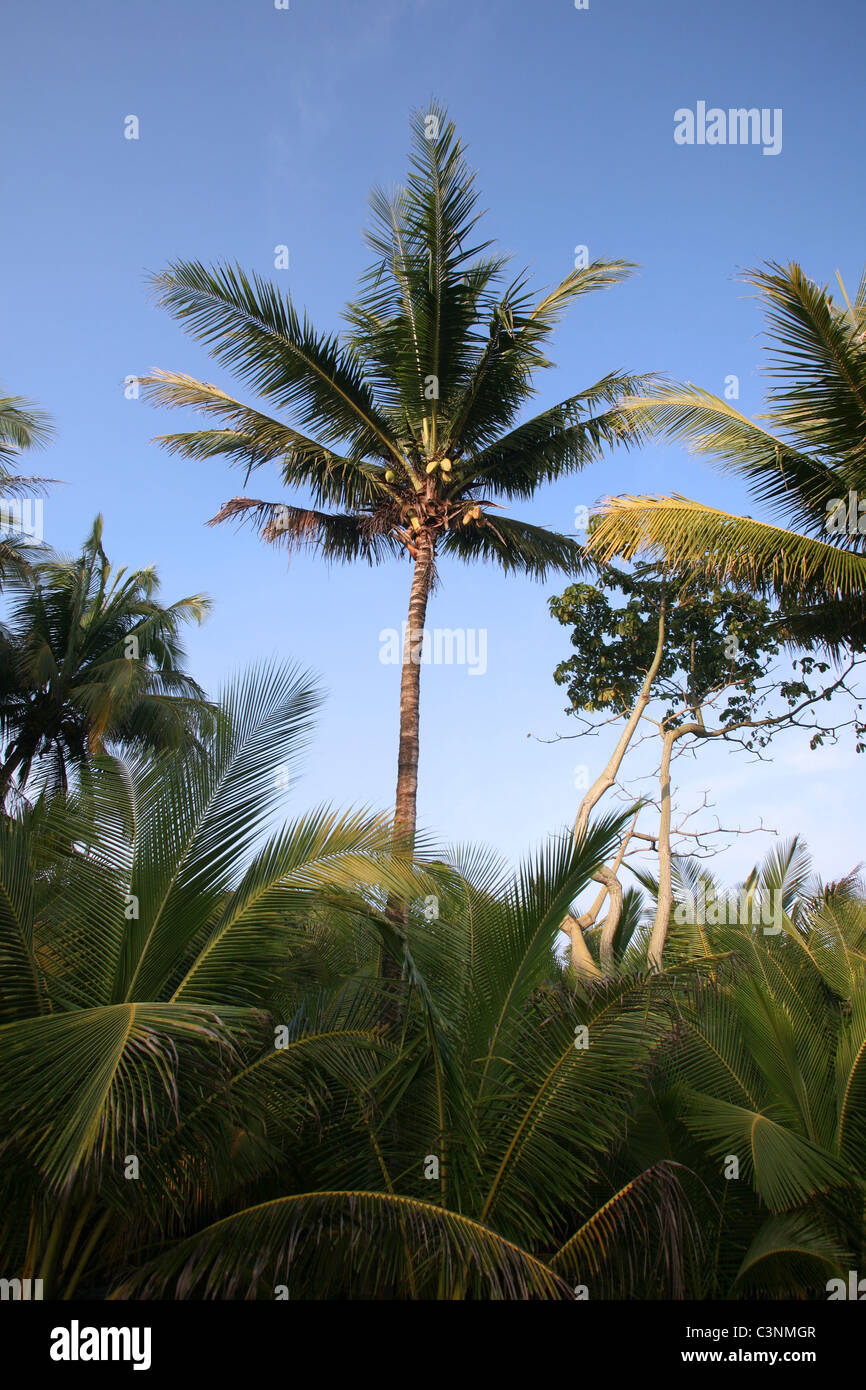 Coconut palms fringing the beach. Mal Pais, Puntarenas, Costa Rica, Central America Stock Photo