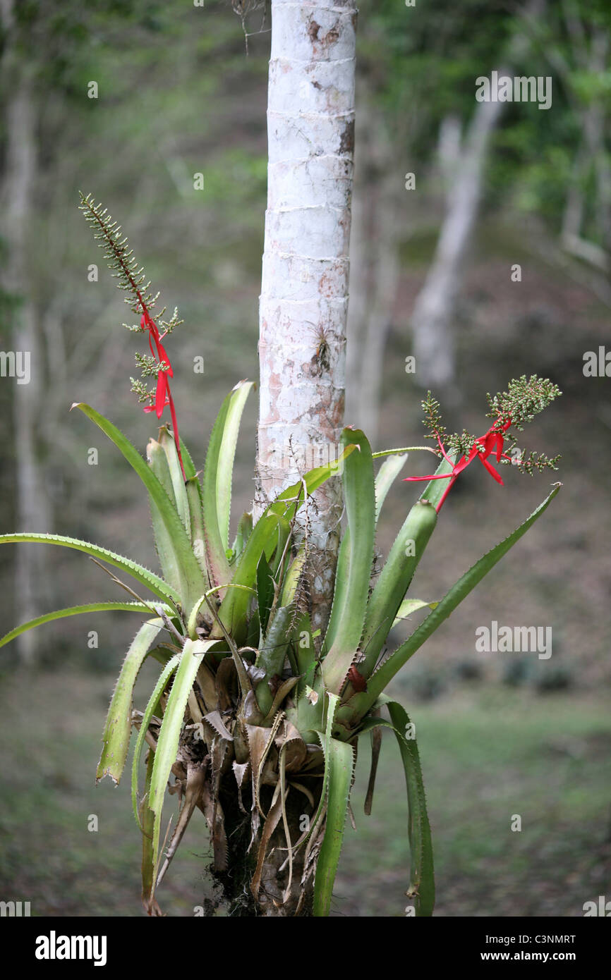 A flowering parasitic plant living on a host tree. Tikal, El Peten, Guatemala, Central America Stock Photo