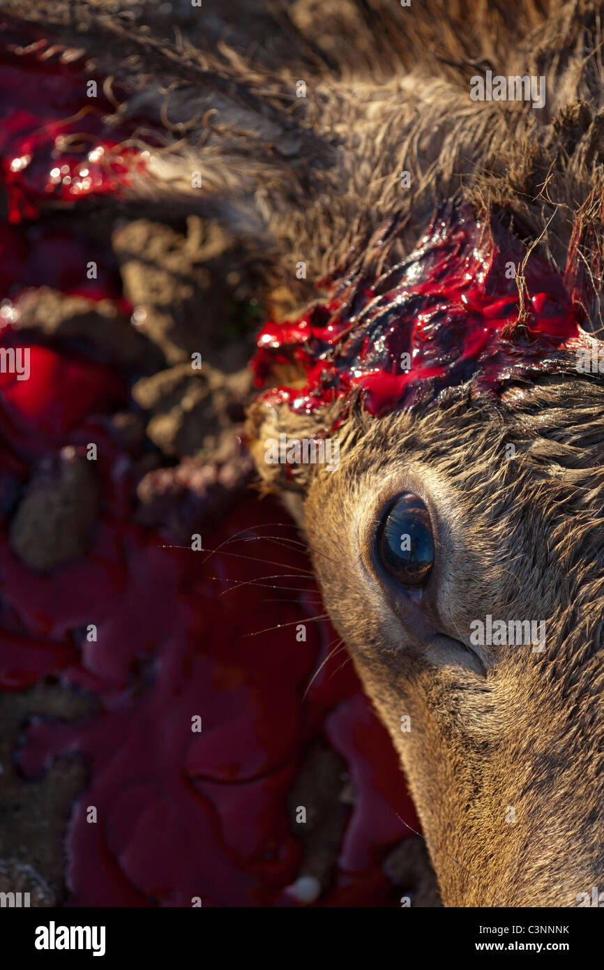 Red Deer (Cervus elaphus). Clean kill with a bullet fired to the head. Culling on agricultural land, Norfolk. Stock Photo