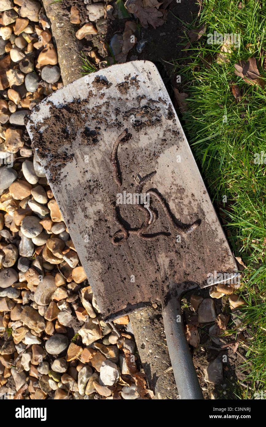 Earthworms (Lumbricus terrestris), on the blade of a gardener's spade. Stock Photo