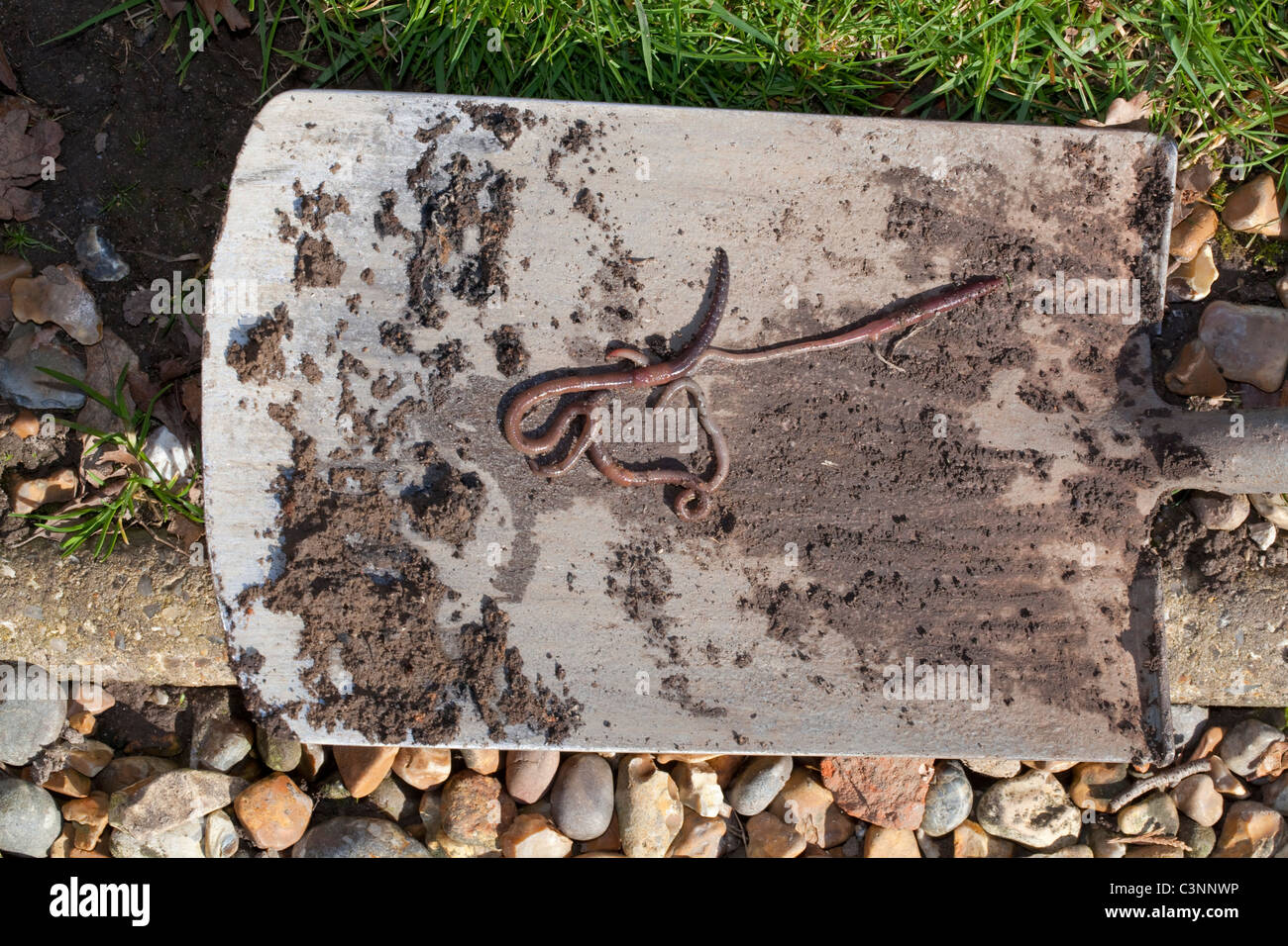 Earthworms (Lumbricus terrestris), on the blade of a gardener's spade. Stock Photo