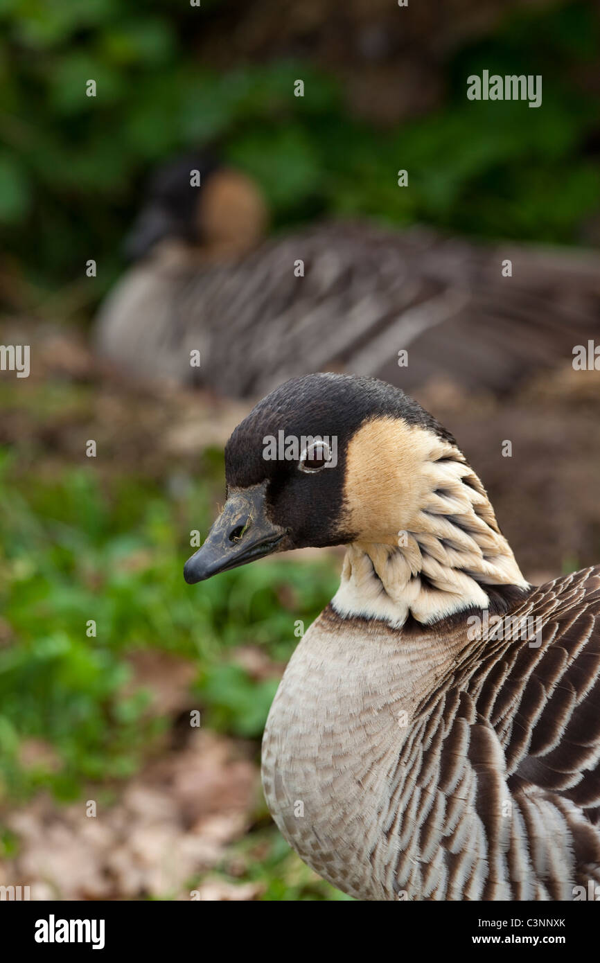 Goose and gander together hi-res stock photography and images - Alamy