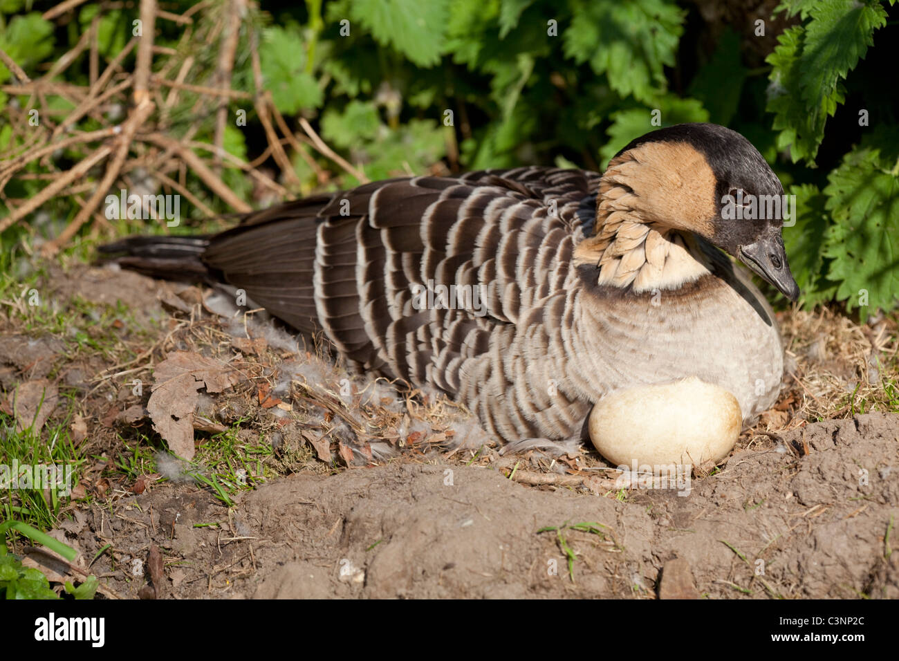 Hawaiian Goose or Ne-ne (Branta sandvicensis). Incubating goose on a nest. One of a clutch of six eggs left uncovered. Stock Photo