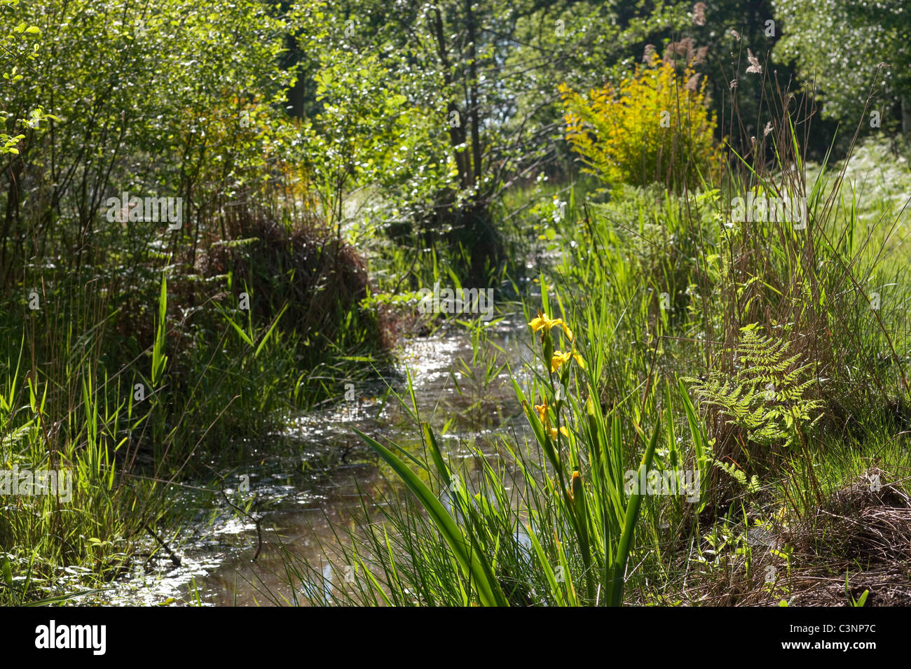 Calthorpe Broad, NNR, Norfolk. Dyke with spring emergent vegetation. Succession vegetation, plant communities. May. Stock Photo