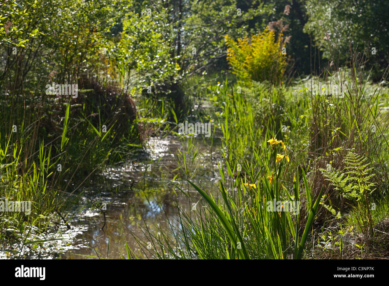 Calthorpe Broad, NNR, Norfolk. Dyke with spring emergent vegetation. Succession vegetation, plant communities. May. Stock Photo